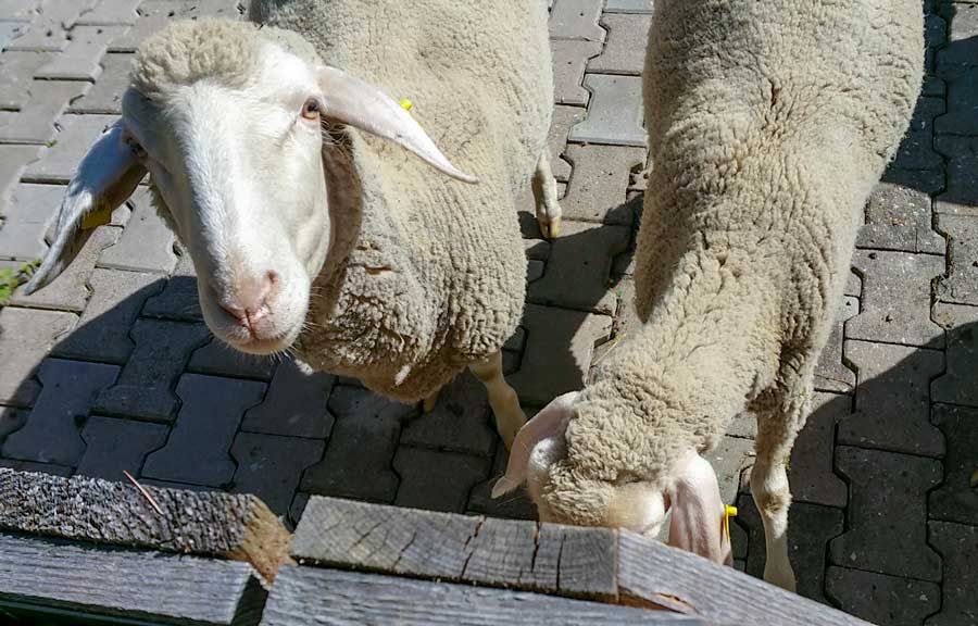 Schafe am Ferienhaus - Kleintierzoo im Urlaub